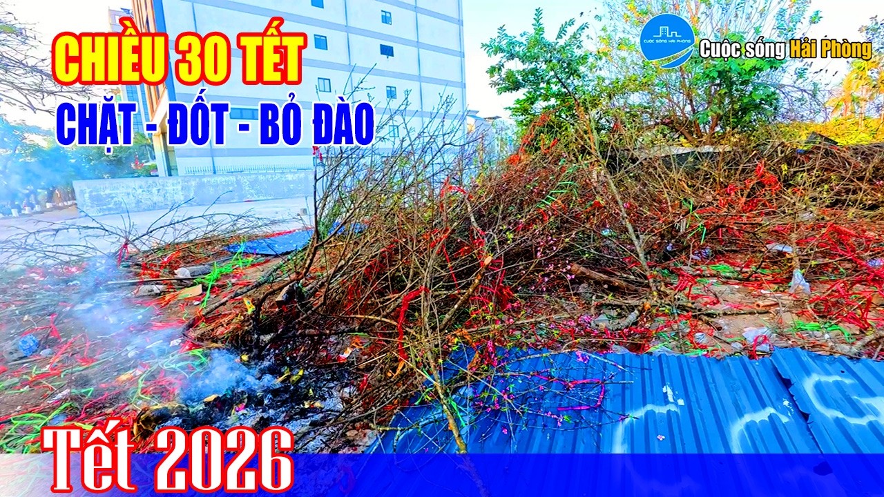 Chiều 30 Tết: Hàng trăm cây đào bị chặt bỏ, người bán lỗ bạc tỷ, nhìn mà xót xa!