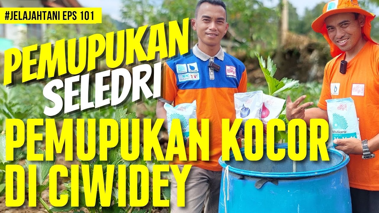 ⚠️⚠️⚠️ PUPUK KOCOR UNTUK FASE VEGETATIF TANAMAN SELEDRI | KANG AGUS - JelajahTani #101
