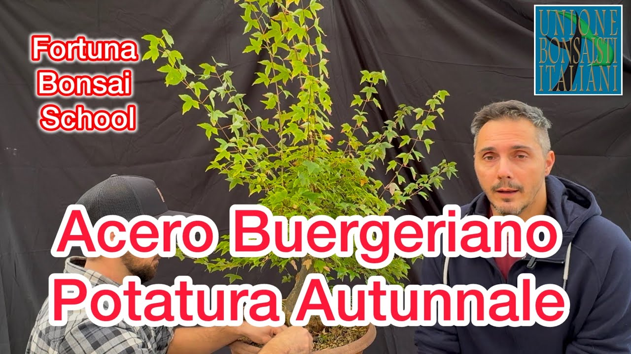 Acer buergerianum bonsai, sai come potarlo? Vediamo insieme la potatura autunnale.