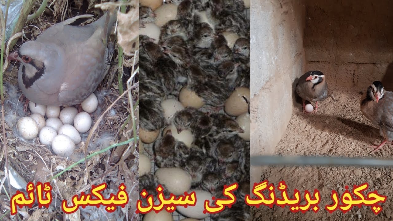 Chakor breeding season