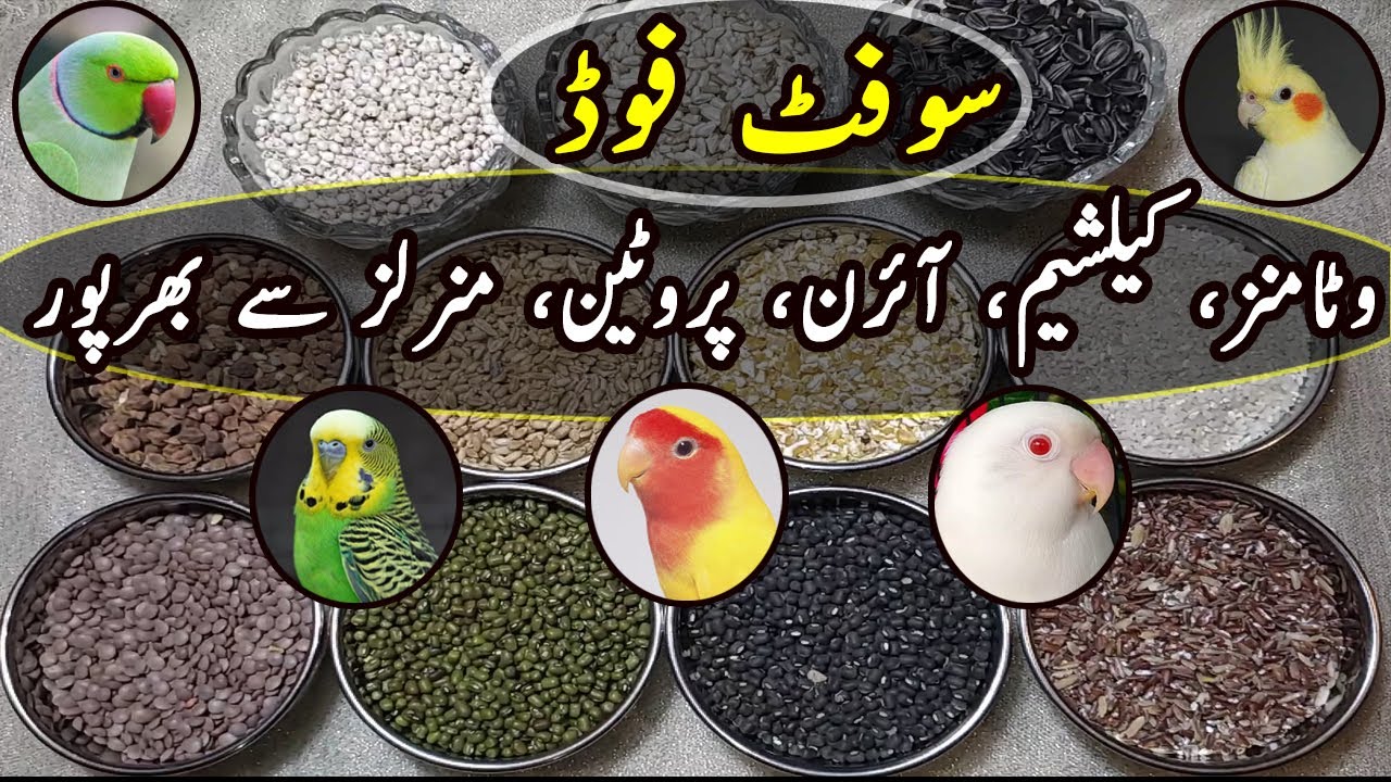New Soft Food For Cockatiel, Albino, Ring Neck, Lutino & Budgies | Urdu/Hindi | Lodhi Birds