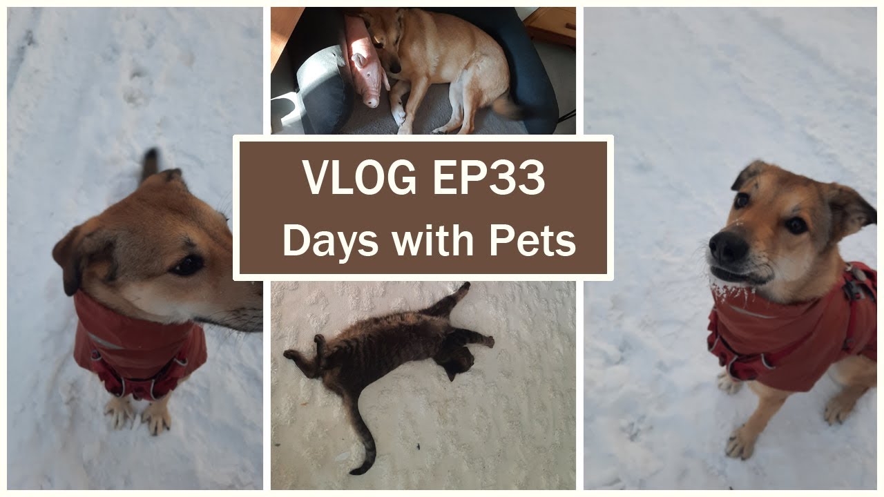 Fifi's Vlog EP33 It's a Dog-Vlog mostly