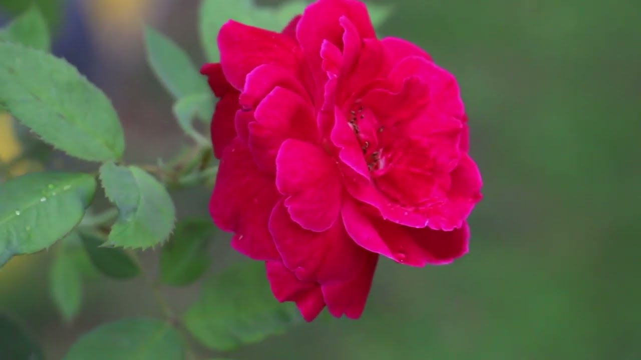 Stay Close to Nature, Stay Healthy | When Nature Becomes Medicine for Humans