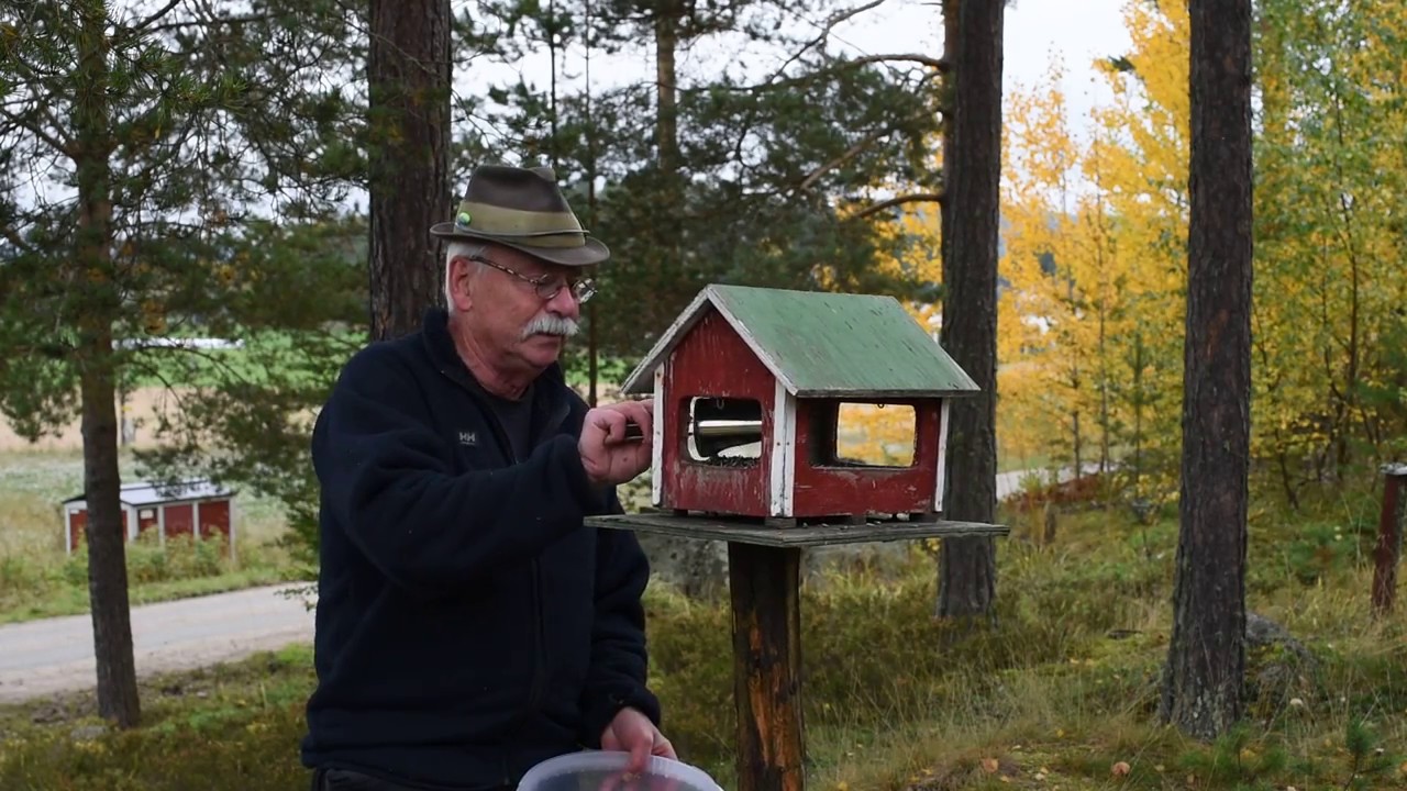 Säsongen för fågelmatning börjar