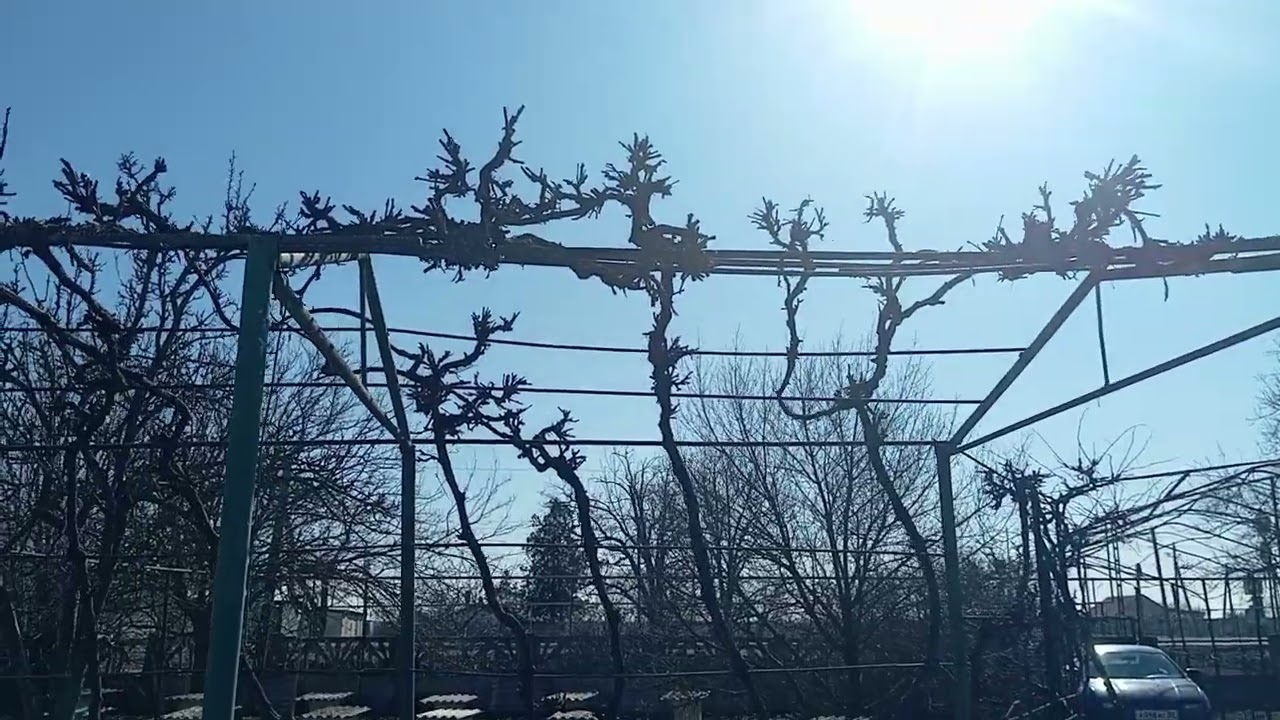 Почему пчеловоду не стоит сильно полагаться на прогнозы синоптиков?