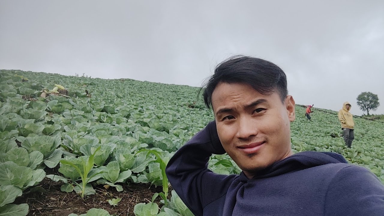 Cabbage Farm||Weeding Out weeds|| Makuilongdi|| say No to poppy & yes to organic farming