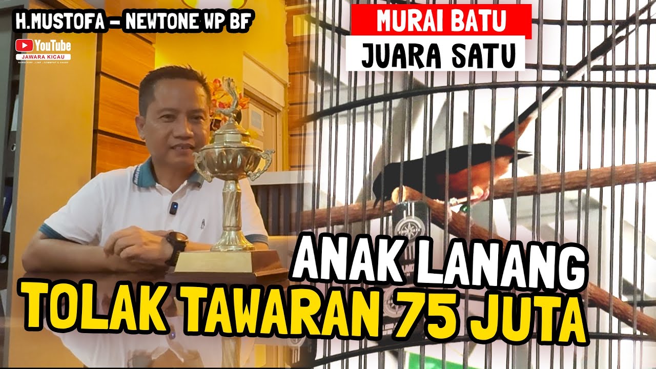 TOLAK PENAWARAN 75 JUTA‼️😱 MURAI BATU ANAK LANANG HASIL TERNAK SENDIRI 🔥Newtown WP BF