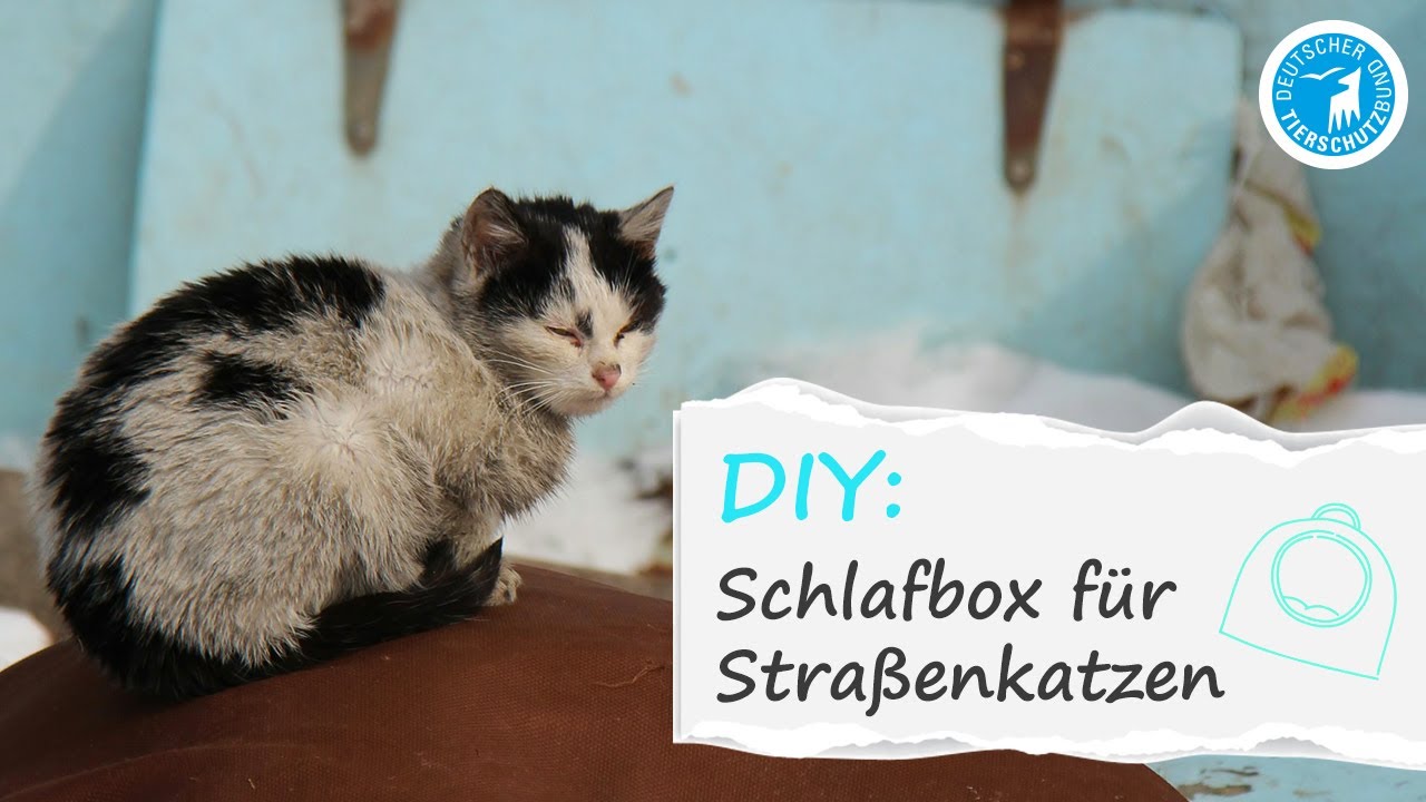 DIY-Anleitung: So baust du eine Schlafbox f&uuml;r Stra&szlig;enkatzen