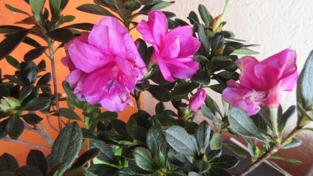 AZALEA DE MATORRAL ( FLOR DOBLE ) #138