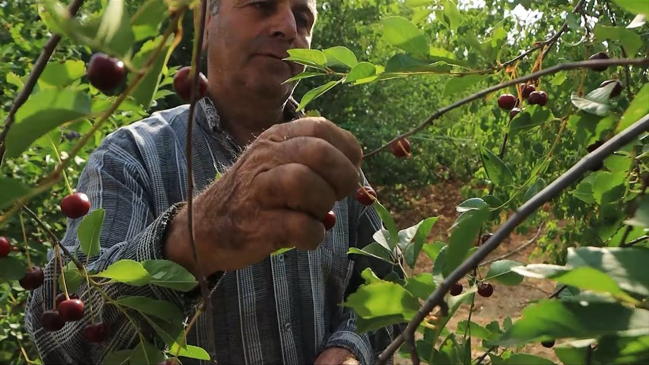 شاهد| جولة ضمن مزارع جبل الزاوية ورصد لخيرات الأراضي | صباح سوريا