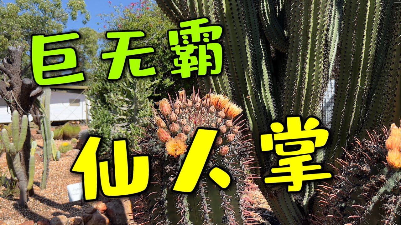 仙人掌花园 Desert garden 137