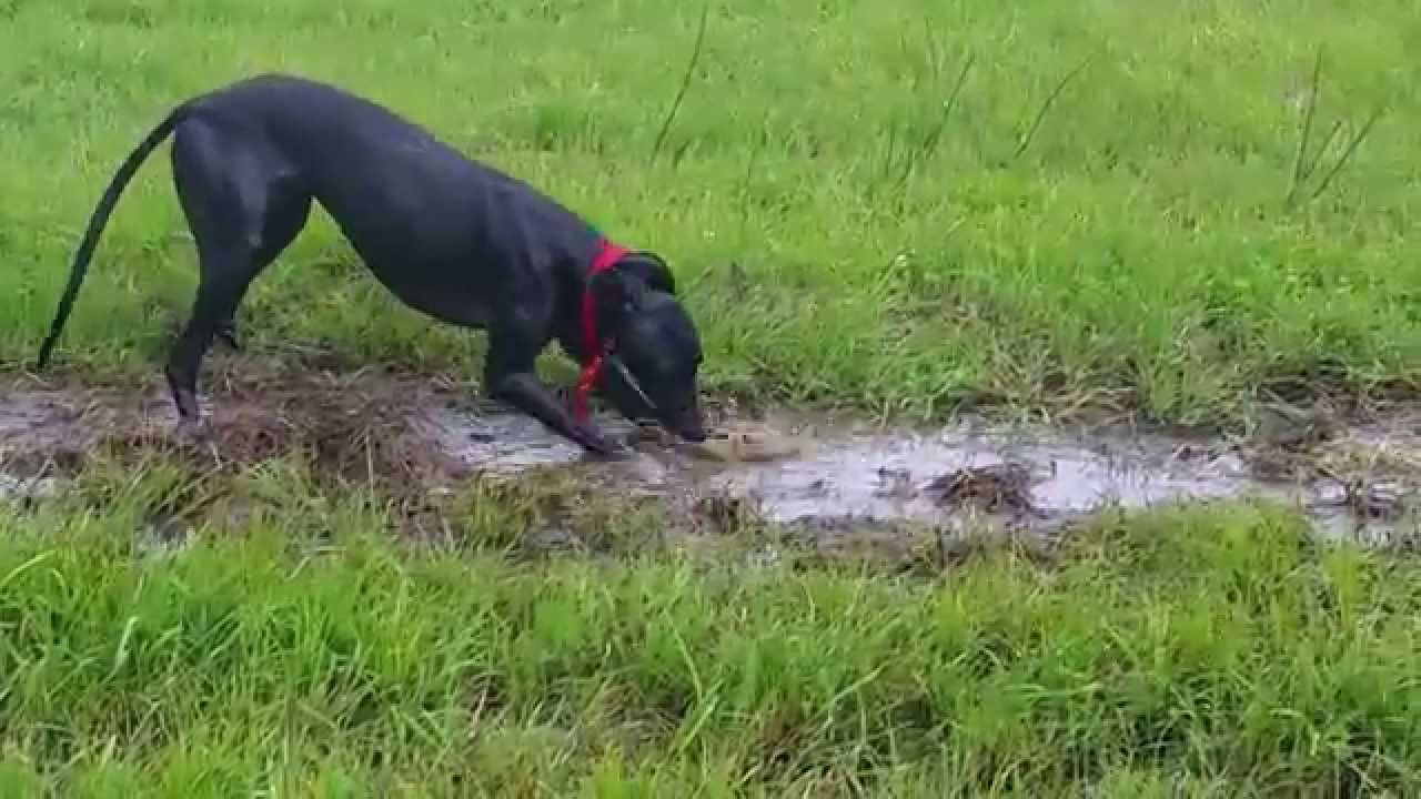 Greyhound playing in water and mud!  Happiest Grey