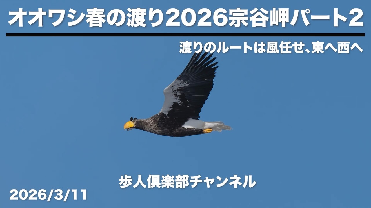 オオワシ春の渡り2026宗谷岬パート2　2026年3月11日　渡りのコースは風任せ東へ西へ　オオワシ、オジロワシ、キタキツネ