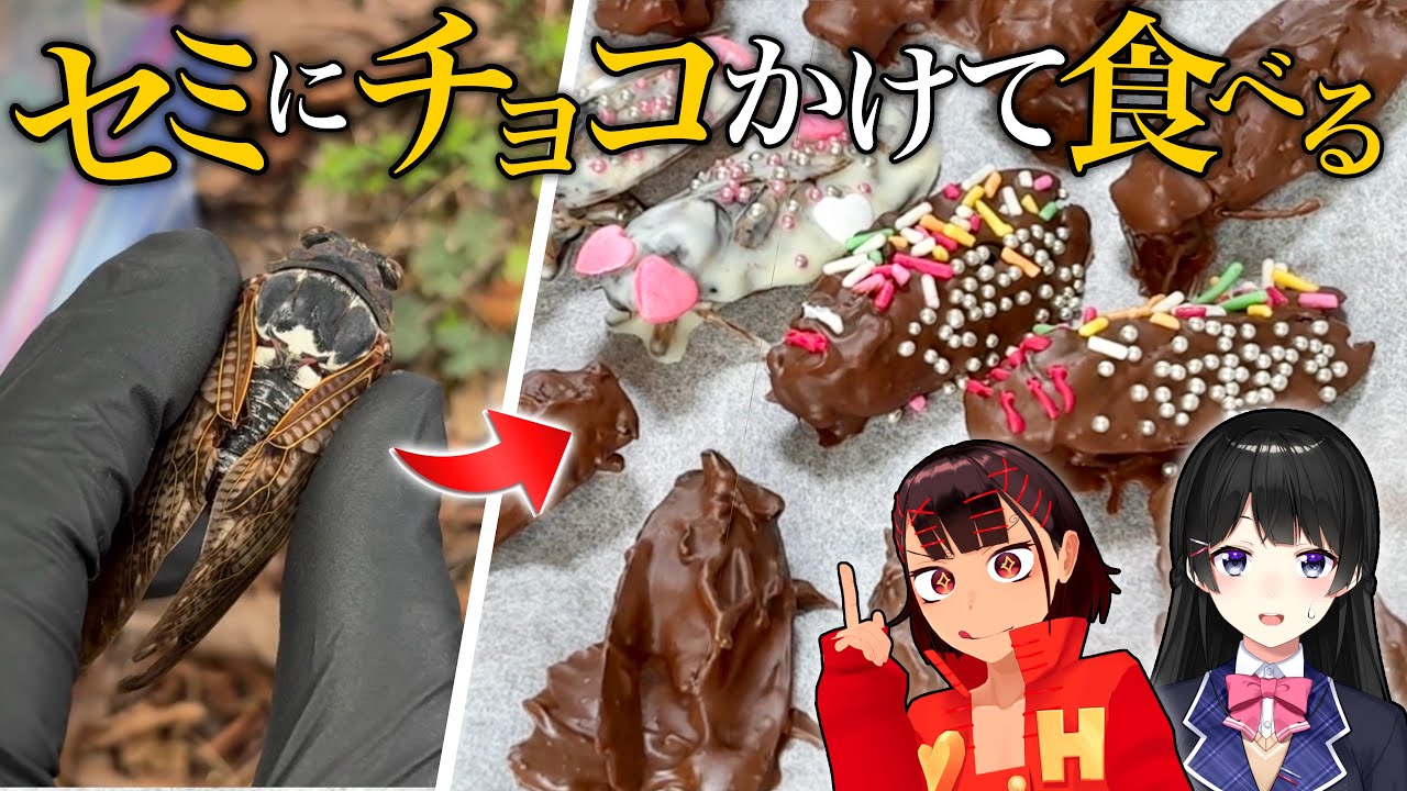 【美味い】セミにチョコをかけるヤバい料理を食べよう！【凄ゲストあり】