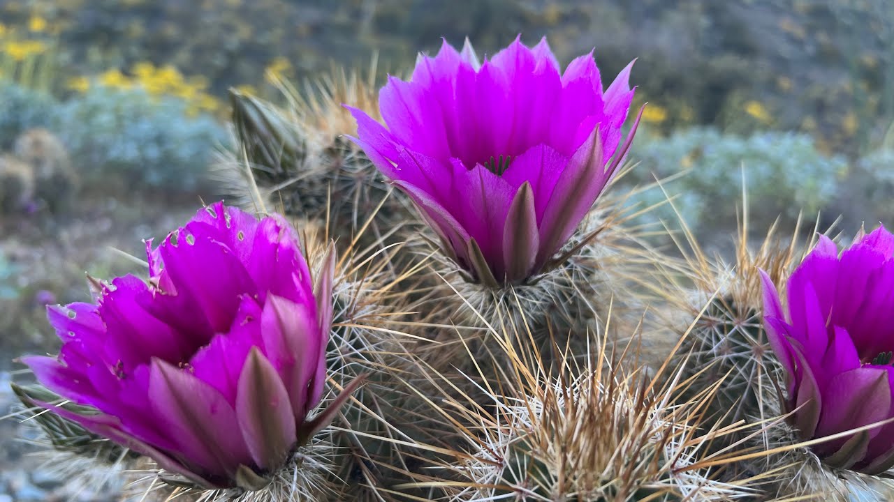 AZ Plant Reviews: Hedgehog Cactus (Echinocereus engelmannii)