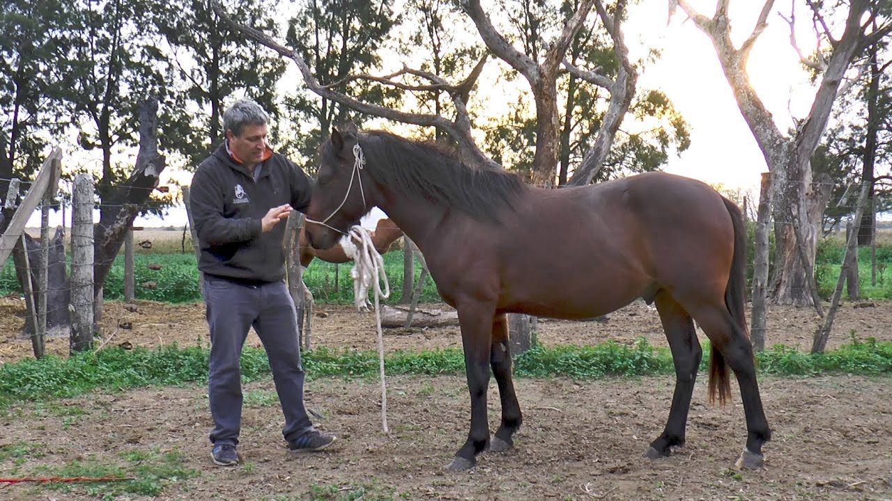 Enseñar al caballo a RETROCEDER pie a tierra - Paso atrás - Doma Racional - CABALLOS ARGENTINOS