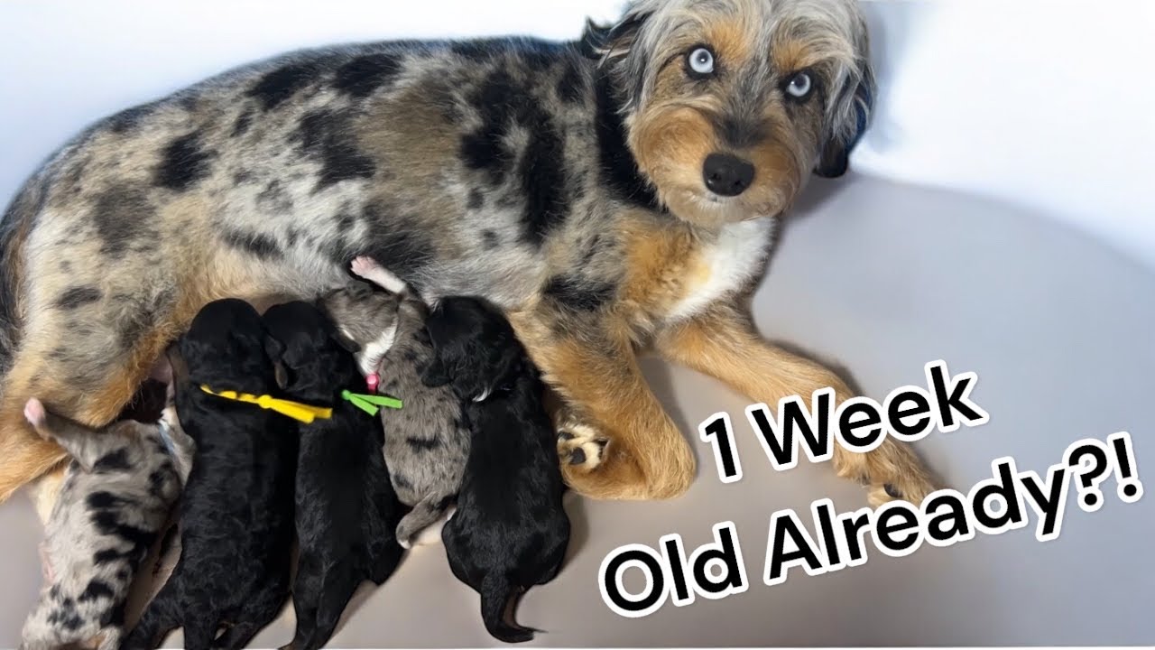 The Most Adorable 1 Week Old Aussiedoodle Puppies | ShaeXKipper