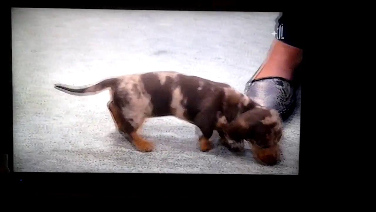 Supervet: the cutest dachsund puppies ever!