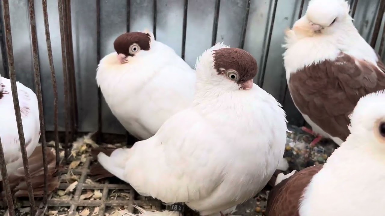 Rynek targ Łomża 03/03/2024 🕊#gołębie #ptaki #króliki #ryby  #kury #łomża #pigeons 🕊