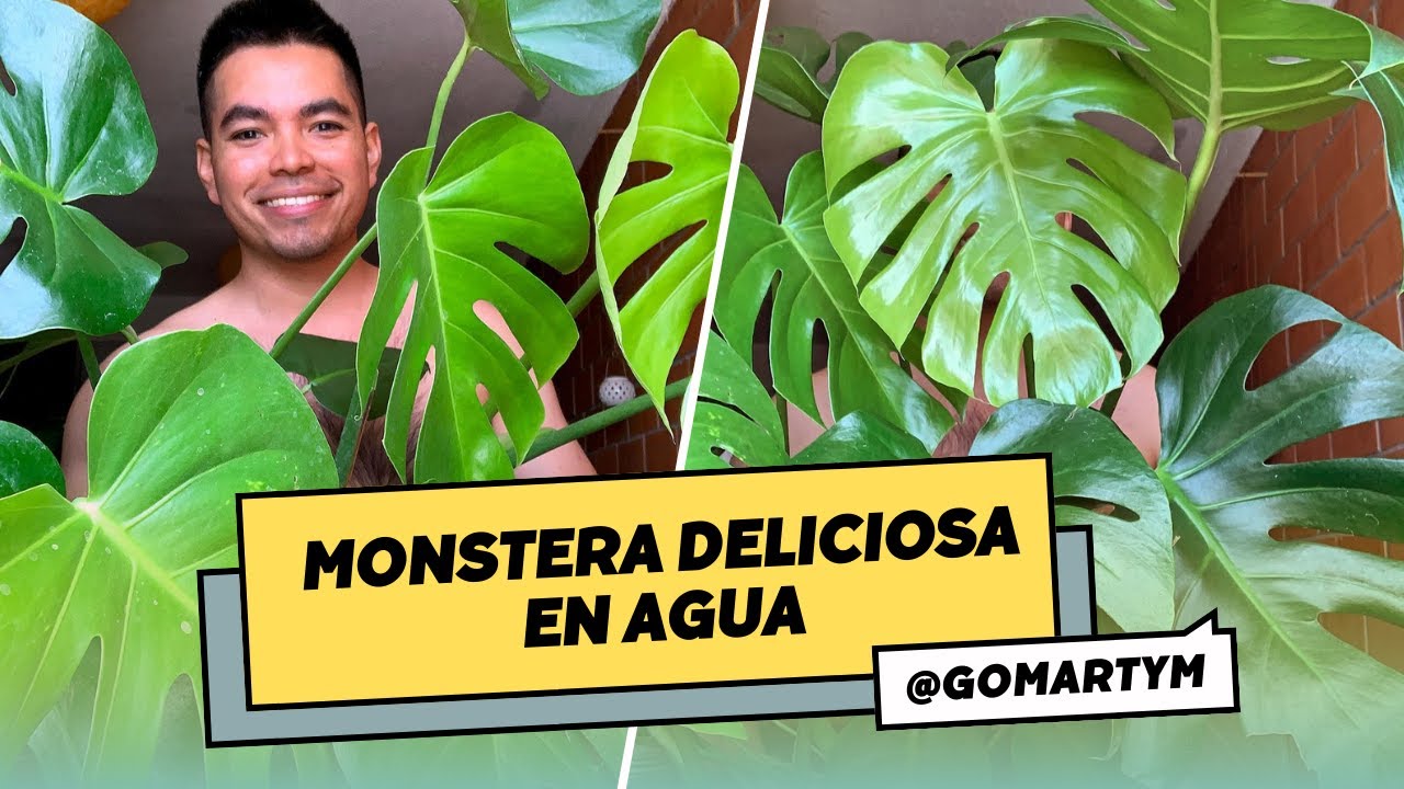 Cómo propagar tu Monstera deliciosa en agua: Guía completa para el éxito