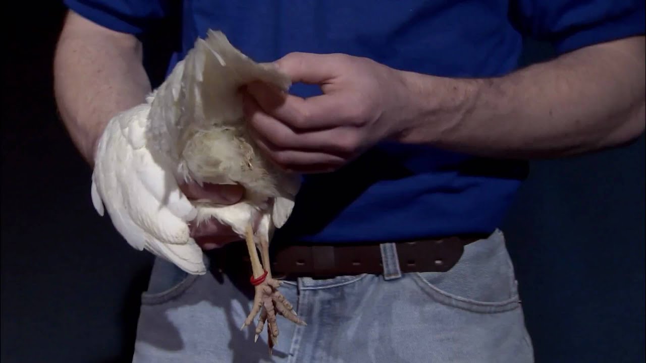 Examples of poultry showmanship