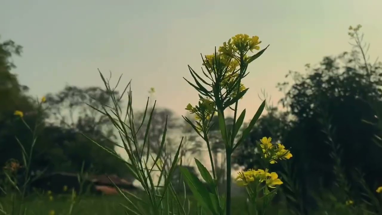 Mini vlog 