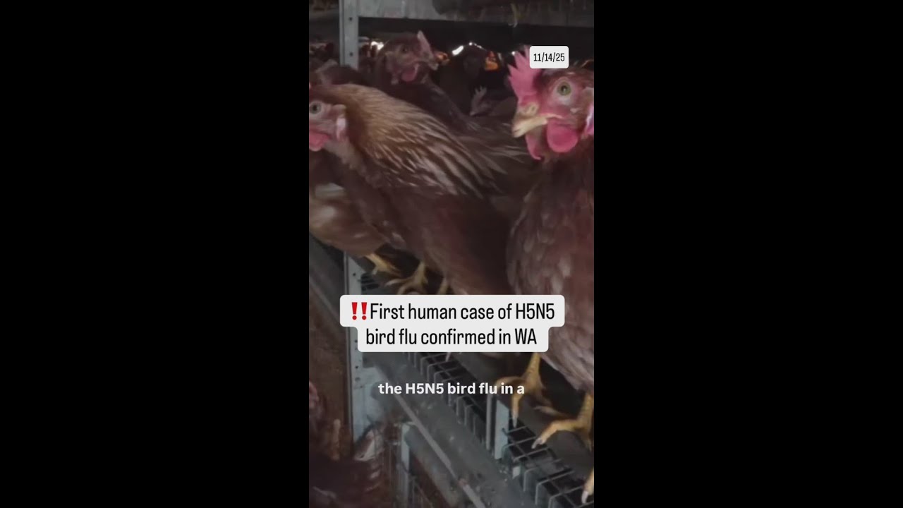 First human case of H5N5 bird flu