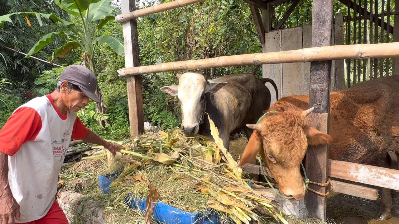 DULU SAPINYA JUMBO JUMBO, sekarang begini kondisinya 😭