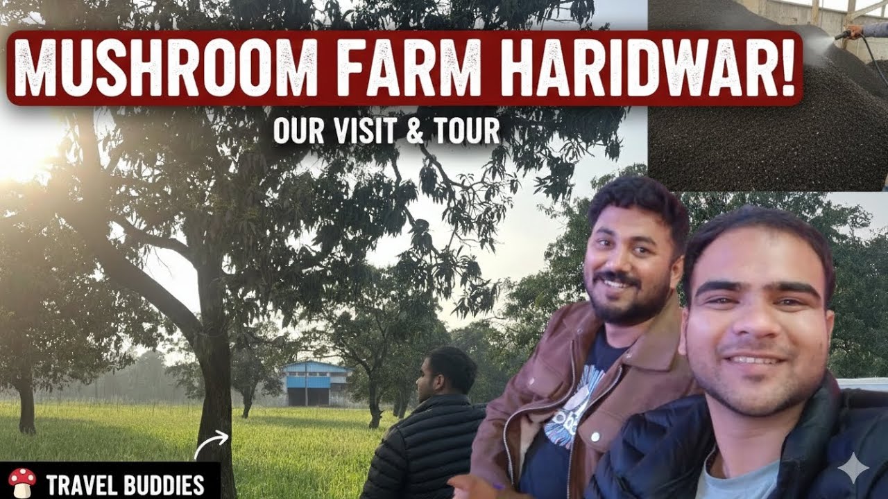 Huge Mushroom Farm in Haridwar! 🍄 | Our Full Visit#trendingvideo #viral #thefourbachelors #fyp 