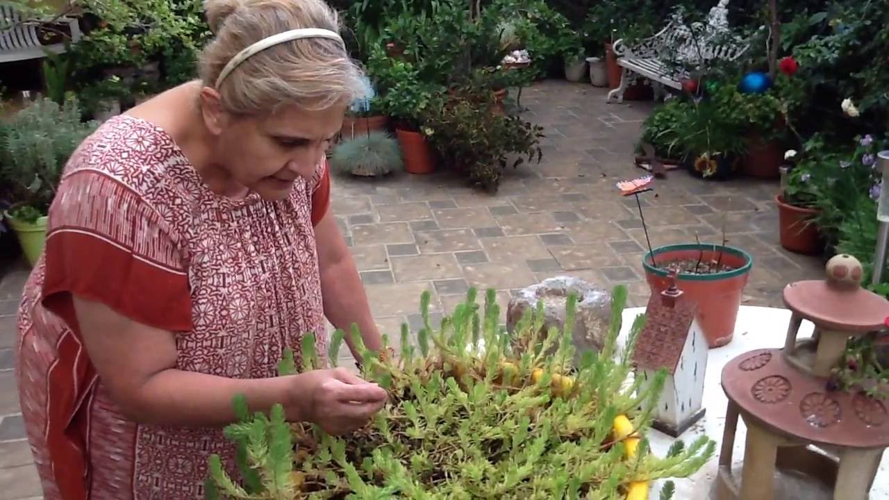¡Otro tour por mi jardín!