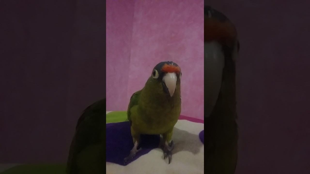 Cotorra hablando y bailando
