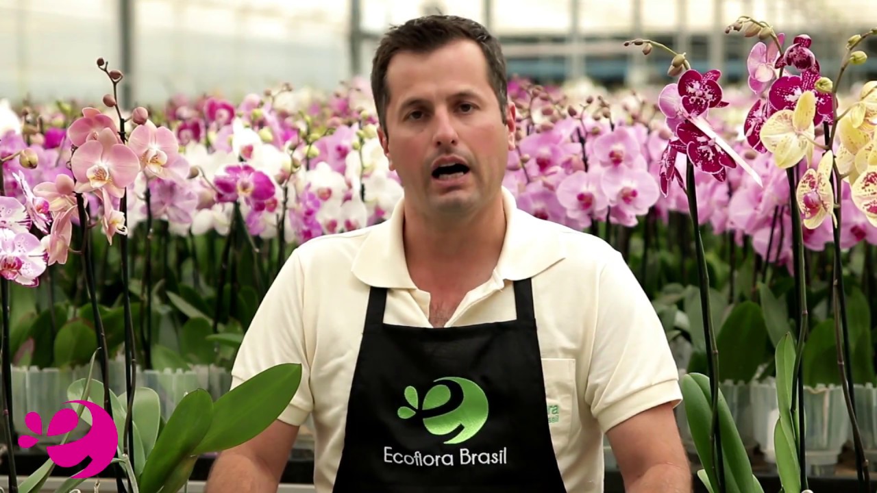 Devo colocar o adubo foliar tamb&eacute;m nas ra&iacute;zes?