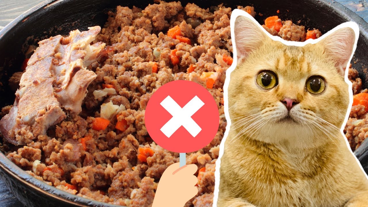 Sai Lầm Khi Tự Làm Pate Cho Mèo 🚫😿
