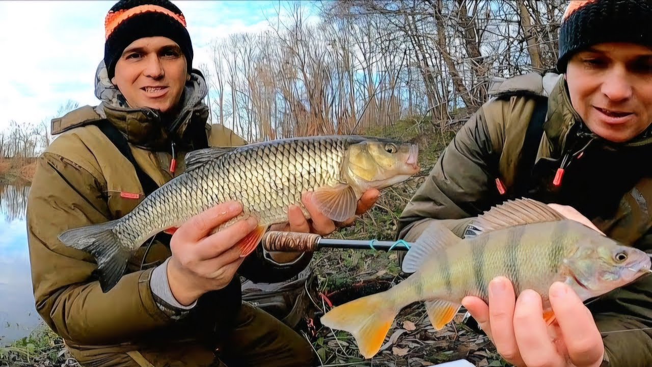 OGROMNY KLEŃ I MNÓSTWO DRAPIEŻNIKÓW! (Ultralight i Dropshot)