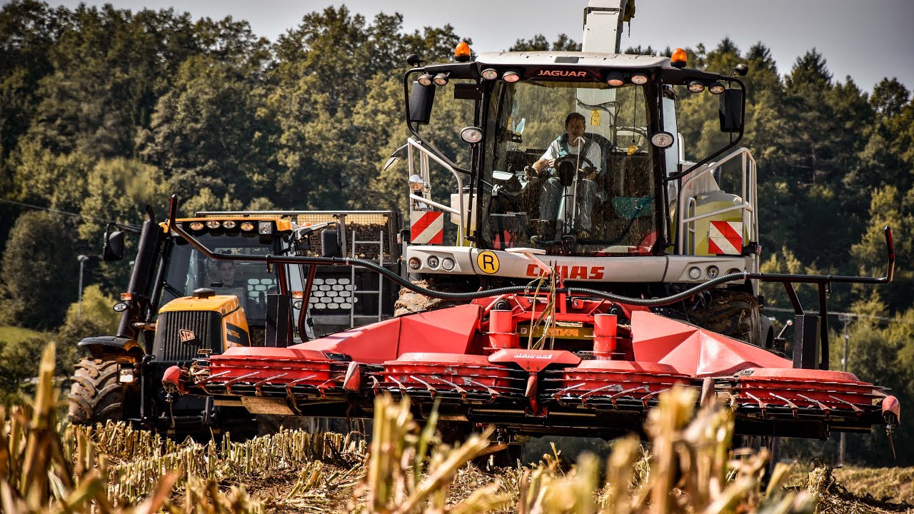 SILAŽA 2021 - Kmetija Pirnat | CLAAS JAGUAR & JCB