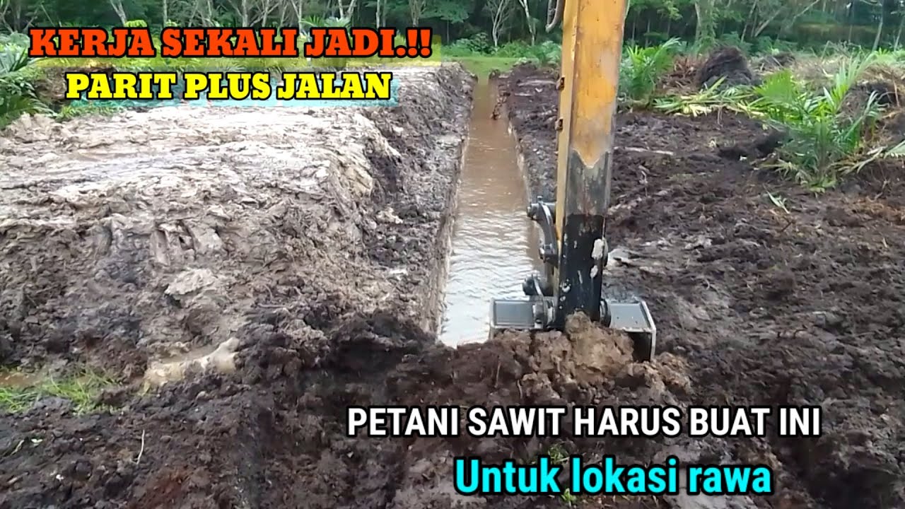 Lahan sawit rawa gambut harus di buat parit dan jalan agar sawit semakin sempurna