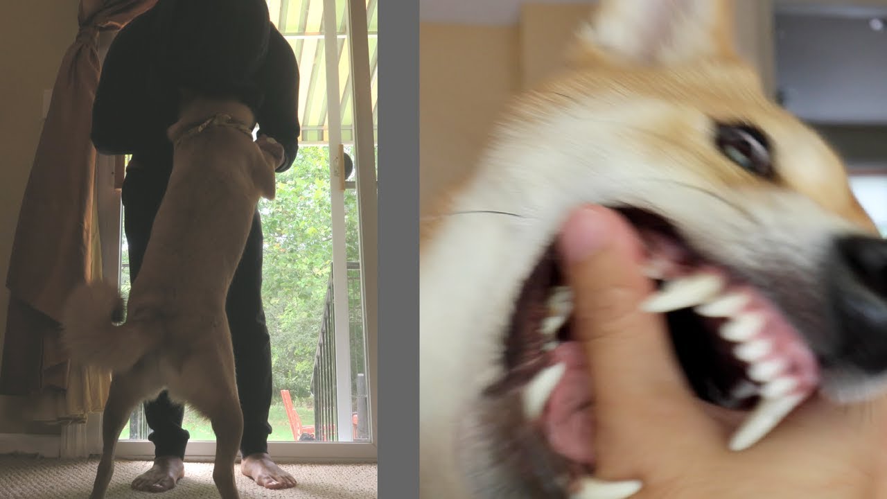 SHIBA INU VICIOUSLY ATTACKS BURGLAR! (Burglar PRANK on Dog!)