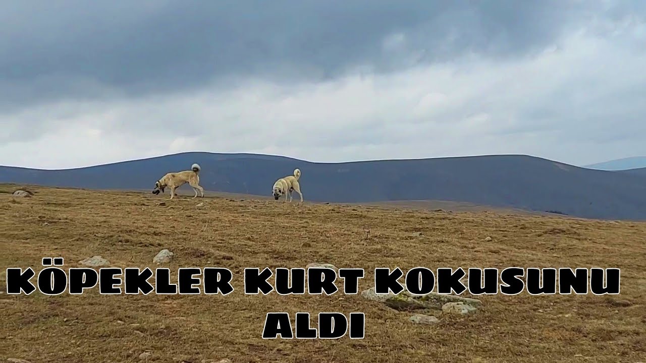 KÖPEKLER KURT KOKUSUNU ALDI SARIKAMIŞ ORMANLARININ YAKININA GELDİK(16.gün)
