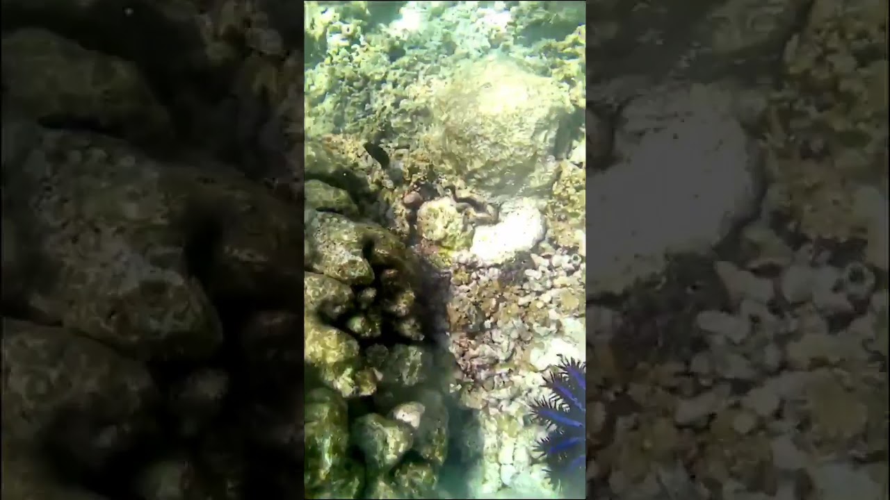 Star fish/ stella marina in Guraidhoo,Mal&eacute;,Maldives 2019