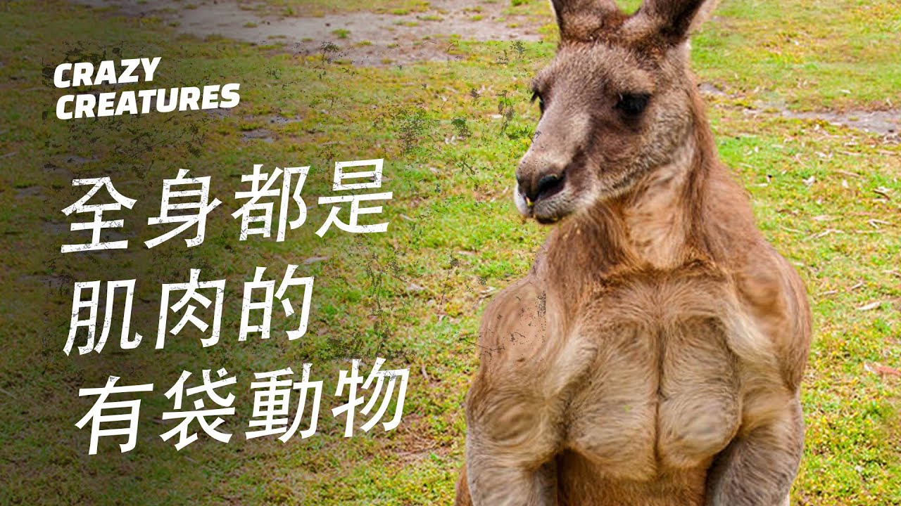這些袋鼠也太強壯了吧 | 奇怪動物紀錄片