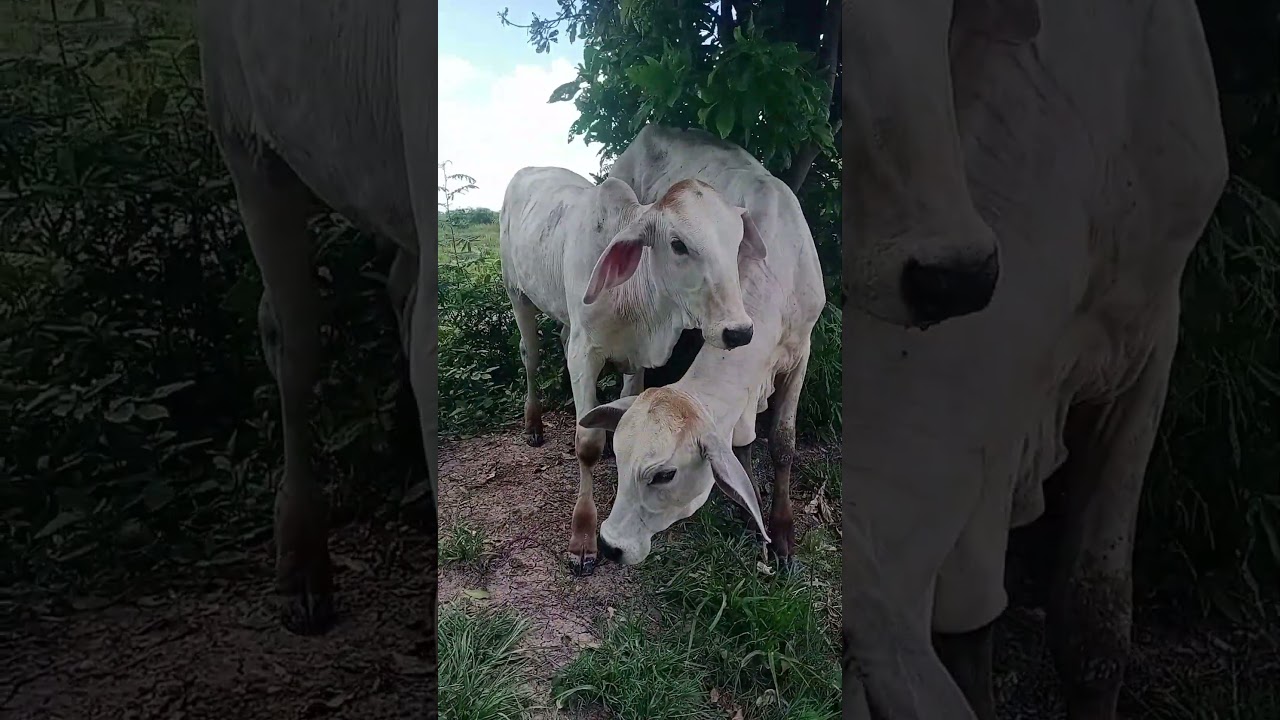 Baby Cow Sound😍 #shortsvideo #cow #animals #animalsounds #cowsound