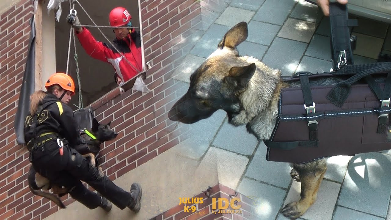 The Rappelling & carrying harness of JULIUS-K9&reg;  Code: 16600-L