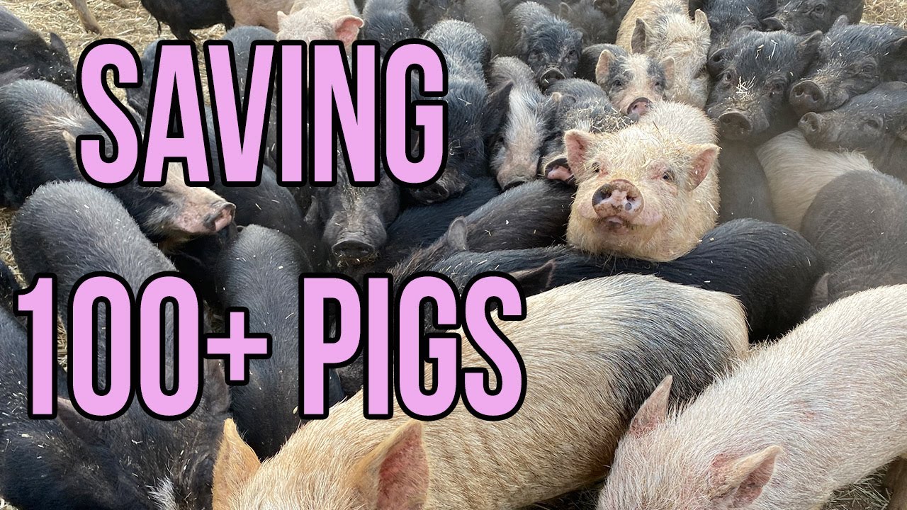 MASSIVE Animal Rescue: Saving Over 100 Pigs!