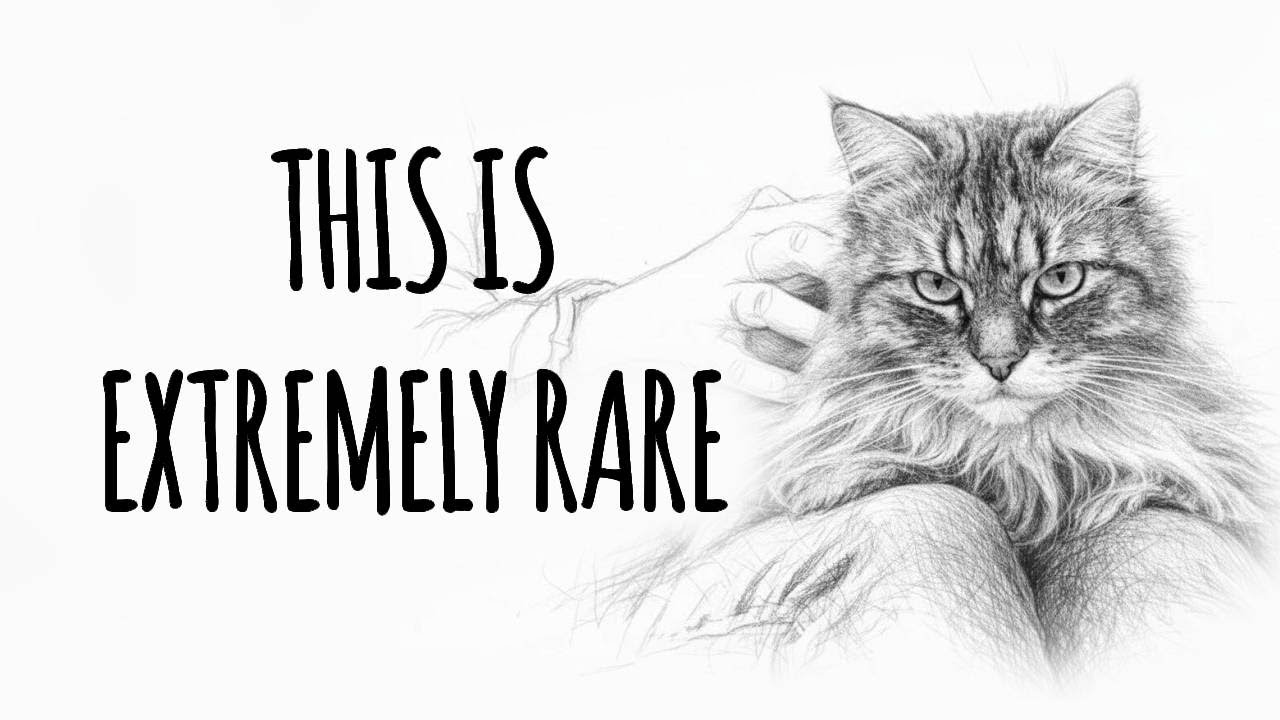 10 Bizarre Facts About Female Cats You Didn't Know