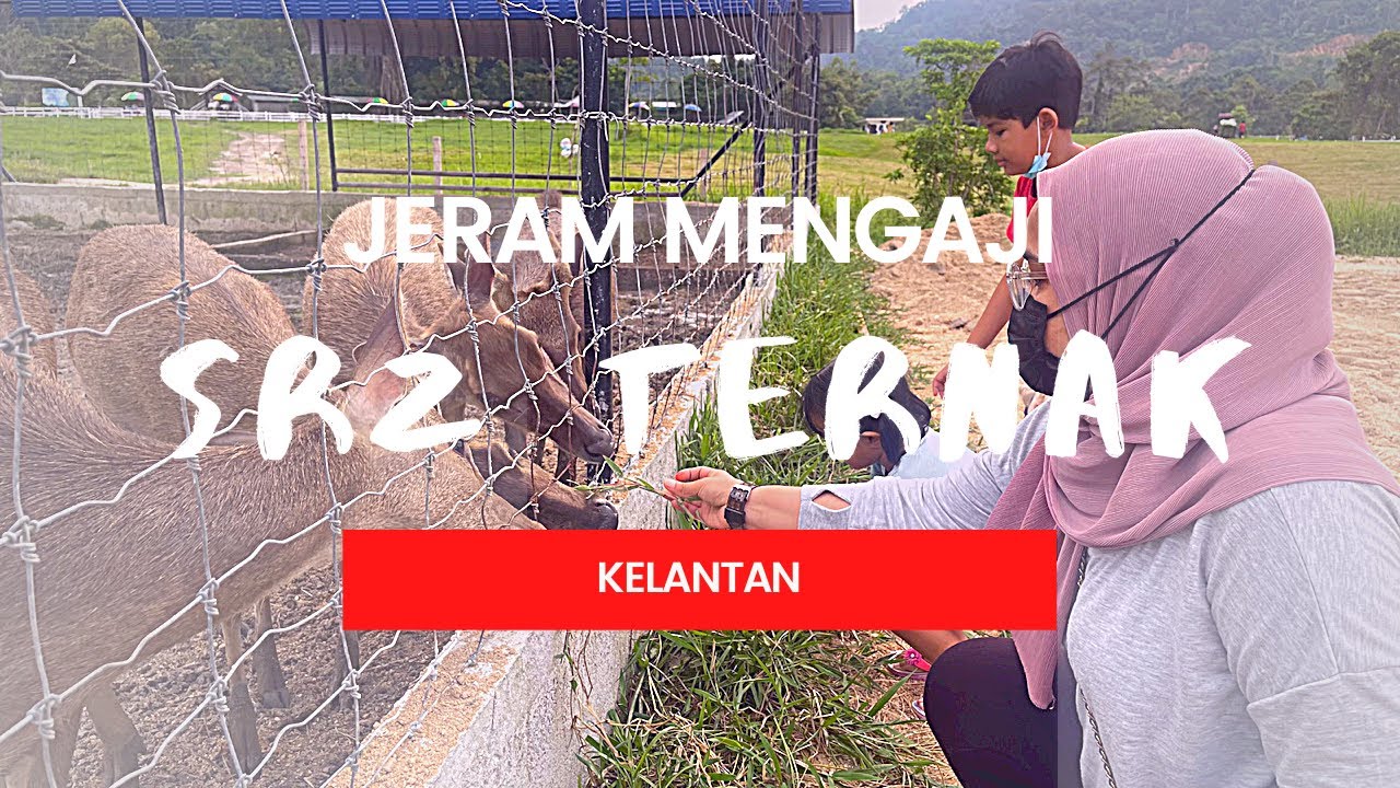 Kundasang di Kelantan | Susu segar dari ladang SRZ | Nyaman