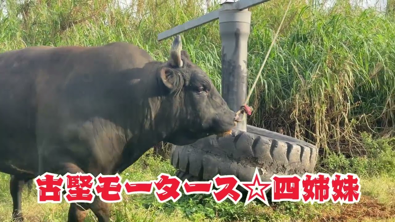 3月8日開催 ！古堅闘牛大会🐃古堅闘牛組合からの出場牛を紹介　放送日：2026年3月4日(水)