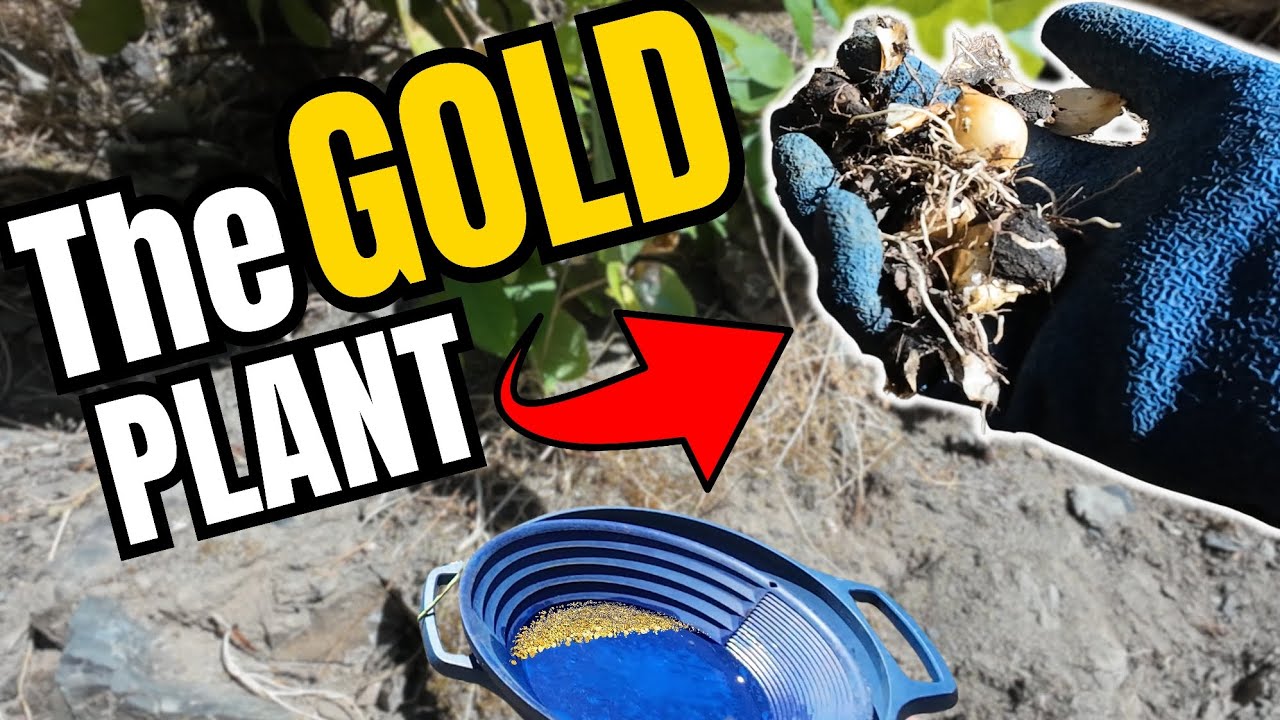 Gold Prospectors Don’t Talk About This Plant (But I Will)