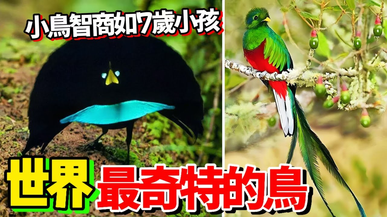 世界上10种最奇特的小鳥，第一名智商如同8歲小孩，最危險的鳥能輕鬆殺死成年人，小鳥的世界非常精彩 