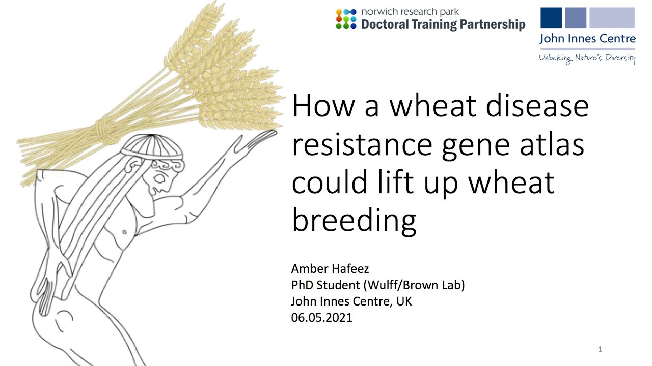How a wheat disease resistance gene atlas could lift up wheat breeding
