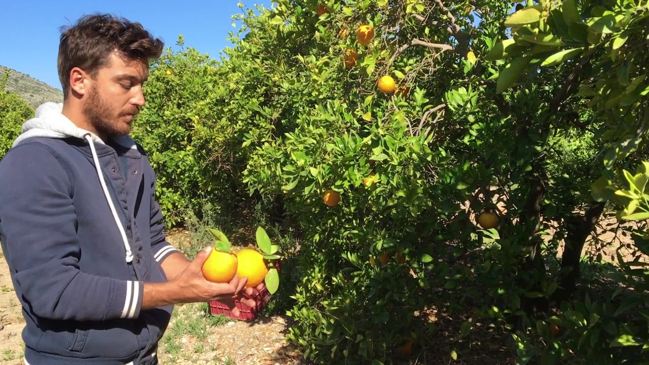 Tour Dolsol Citrus en Tavernes de Valldigna, Valencia, Espa&ntilde;a
